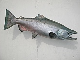 King Salmon Fish Mount Reproduction: King Salmon Fish Mount Reproduction
