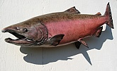Kenai King Salmon Reproduction Fish Mount: Kenai King Salmon Reproduction