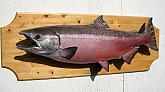 King Salmon Fish Mount: King Salmon Fish Mount-by Anchorage Taxidermist Mark Oslund 