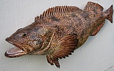 Lingcod Fish Mount Reproduction: Lingcod Fish Replica-Quality Fiberglass Fish Mount by Mark Oslund