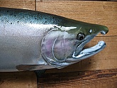 Silver Salmon Fish Mount: Silver Salmon or Coho Salmon -Skin Fish Mount