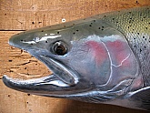 Steelhead Fish Mount: Alaskan Steelhead Fish Mount